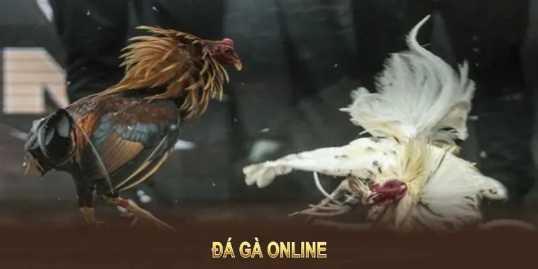 Bí Quyết Chinh Phục Đá Gà Sabong Tại QH88: Hướng Dẫn Cụ Thể